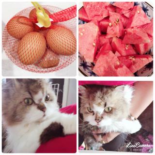 �_�l����̃��b�Z�[�W�̃T���l�C���摜