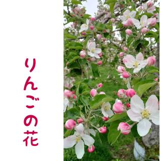 �u��񂲂̉ԁv�Ɓg�I�΂ꂽ���h�̂͂Ȃ��̃T���l�C���摜