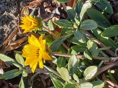 24�ߋC�̃T���l�C���摜