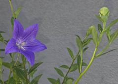 �V��4���@�����^�̃T���l�C���摜