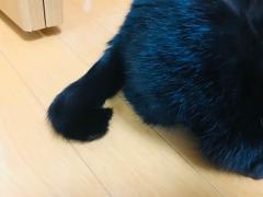 [�J�^]�K�^�̍��L���������ۂ̃T���l�C���摜