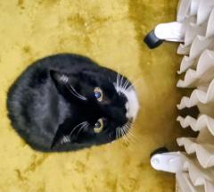 �ɂ�񂱂��~��̃T���l�C���摜