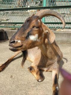 �a���̌��̃T���l�C���摜