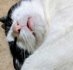 �V�������������̃T���l�C���摜