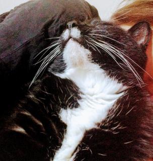 ����̎��d�b�̃T���l�C���摜