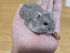 �T���̗����^�̃T���l�C���摜