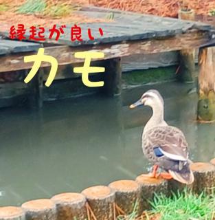 ���N���ǂ��u�J���v�I�H�̃T���l�C���摜