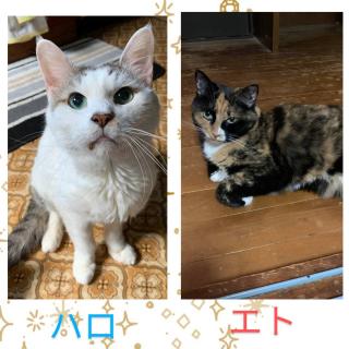�L�肢�y6���㔼�z�̃T���l�C���摜