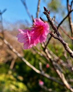 ���{�ꑁ�����̊J�Ԃ̃T���l�C���摜