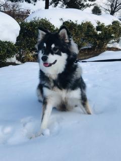 �{���̂P�N�ԁE�E�E�̃T���l�C���摜