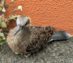 ���R�ɉH�΂����̃T���l�C���摜