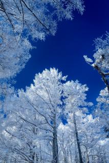 ���������^�C�~���O�I�����̃��b�Z�[�W�I�̃T���l�C���摜