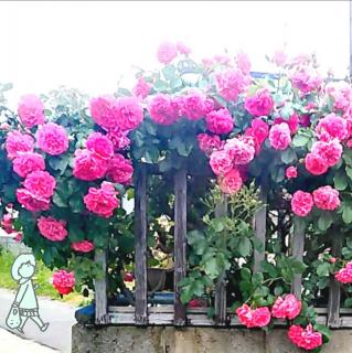 �������S������A���͂��グ��o���̉Ԃ̃T���l�C���摜