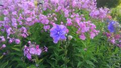 �����̃T���l�C���摜