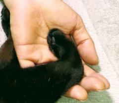 �D�����X�p�C�X�̃T���l�C���摜