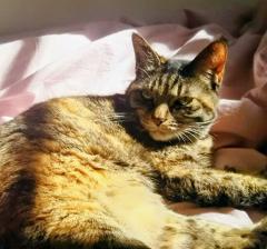 ���̎��オ�Ƃ炷���̃T���l�C���摜