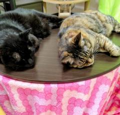 ���͈����Ƃ��ł͂Ȃ��ɂ�̃T���l�C���摜