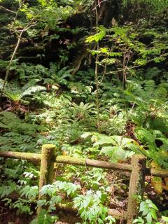 ���b�v�����苿���I�\�a�c�_�Ђ��s���̃T���l�C���摜