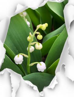 �Ўv���͐��A����̂��H�̃T���l�C���摜