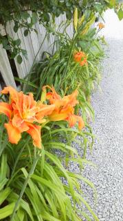 �����͂����̖�������Ȃ��I�̃T���l�C���摜