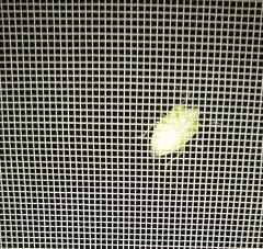 �{�����ӁI�H�̃T���l�C���摜