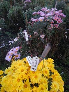 ����H�ׂ�Ȃ�̃T���l�C���摜