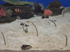 �T���̗����^�̃T���l�C���摜