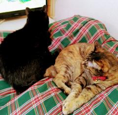 2025�N��P�����閂�@�̃T���l�C���摜