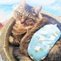 �z�b�g�A�C�}�X�N���̃T���l�C���摜