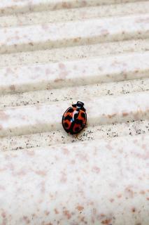 �Ă�Ƃ����͍K�^�̃W���N�X�I�̃T���l�C���摜