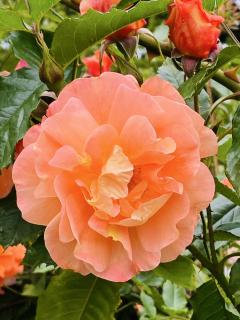 ���������߂����ł��傤���H�̃T���l�C���摜