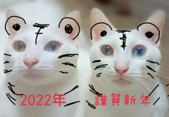 �މ�V�N�̃T���l�C���摜