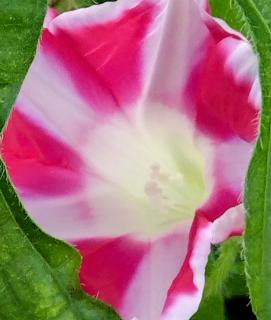 �T������������̃T���l�C���摜