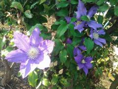 �����U���̃T���l�C���摜