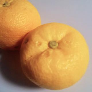 �~���̗M�q��-���ۂɂ���Ă݂�-�̃T���l�C���摜