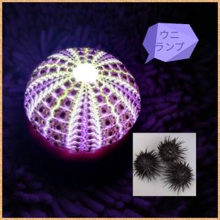 ���̃E�j�ō��u�E�j�����v�v�̃T���l�C���摜