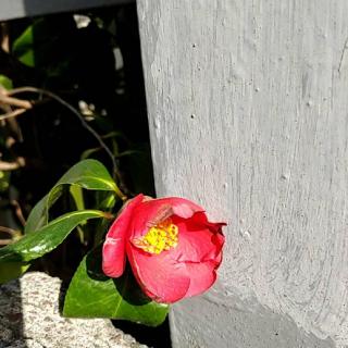 �Ӓ�ꏊ�ɉԂ�u���̃T���l�C���摜