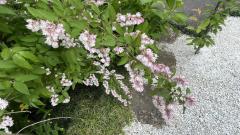 ��ɍ炢�����d�E�c�M�i��؁j�̃T���l�C���摜