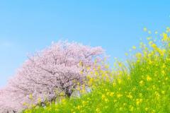 �y�����z�̎����̐H�{���̃T���l�C���摜