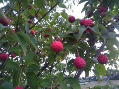 ���K�l���Ȃ��̃T���l�C���摜