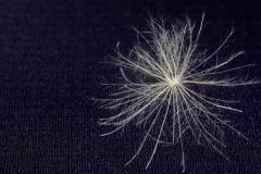 [�K�^]�P�T�����p�T�����������~�肽�̃T���l�C���摜