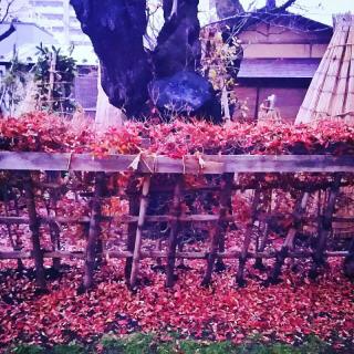 �V���̂��܂��Ȃ��@2016�N11��29���̃T���l�C���摜