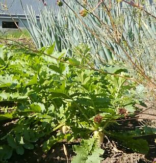 �����𗁂тĂ��U���̃T���l�C���摜