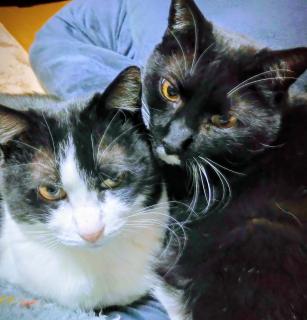 �����Ċ����ė~�����񂾂̃T���l�C���摜