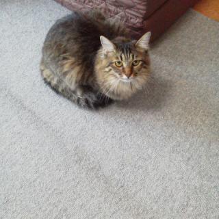 ���[�j���O�R�[���L�̃T���l�C���摜