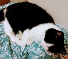 �J�̓��̂ɂ�񂱂̃T���l�C���摜