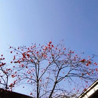`̎ƁAt̃TlC摜