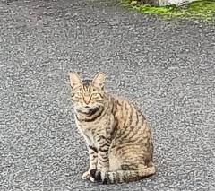 �P��10���@�����^�̃T���l�C���摜