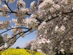 �t�͗����̃`�����X�I�̃T���l�C���摜