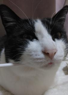 ���̐��̃L���L���̃T���l�C���摜